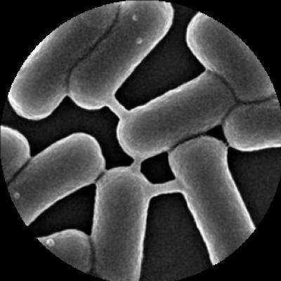 An EM Image of Bacterial Nanotubes