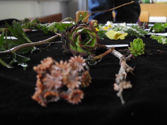 thinking with plants.jpg
